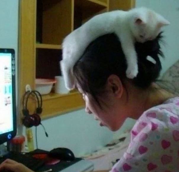 Important-Animal-Images-Funny-Pics