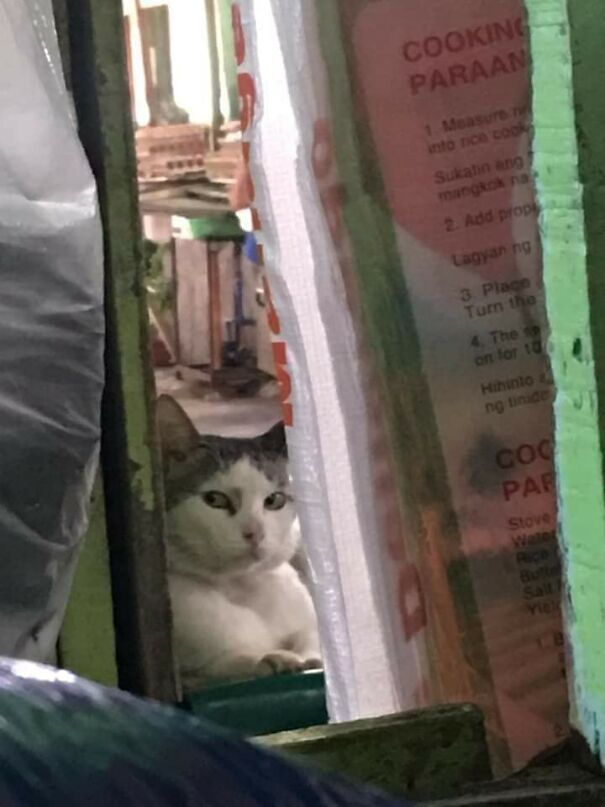 Important-Animal-Images-Funny-Pics