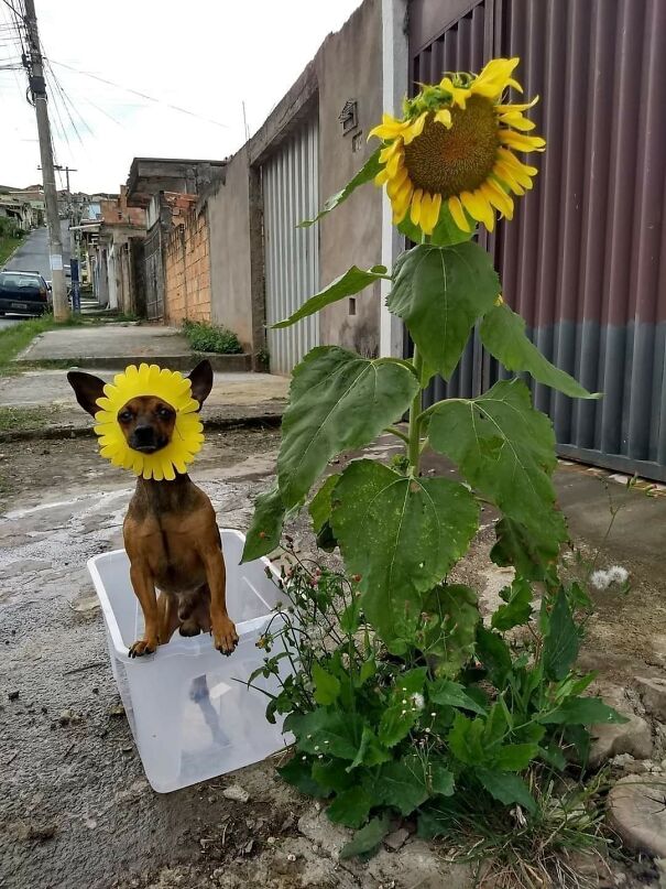 Important-Animal-Images-Funny-Pics