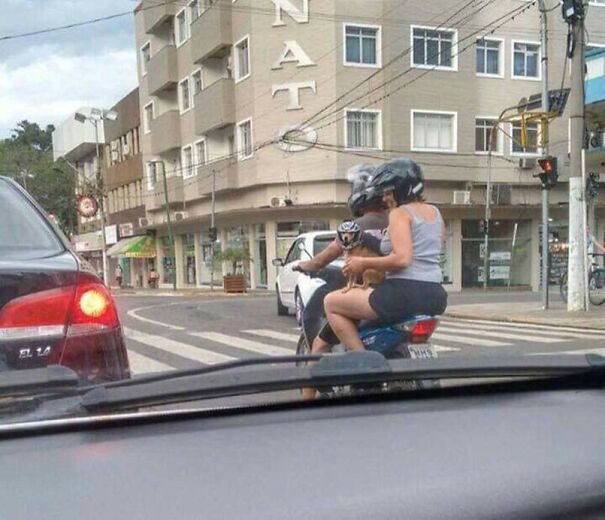 Important-Animal-Images-Funny-Pics