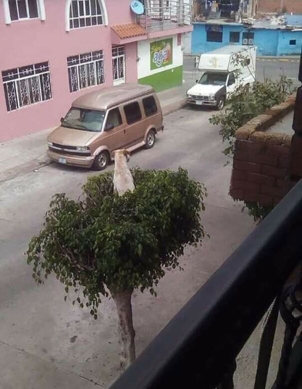 Important-Animal-Images-Funny-Pics