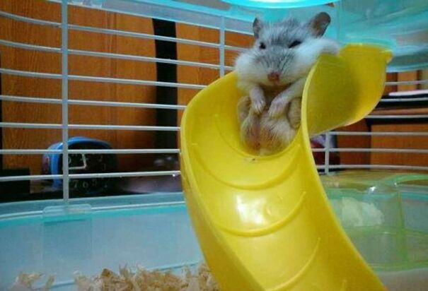 Important-Animal-Images-Funny-Pics