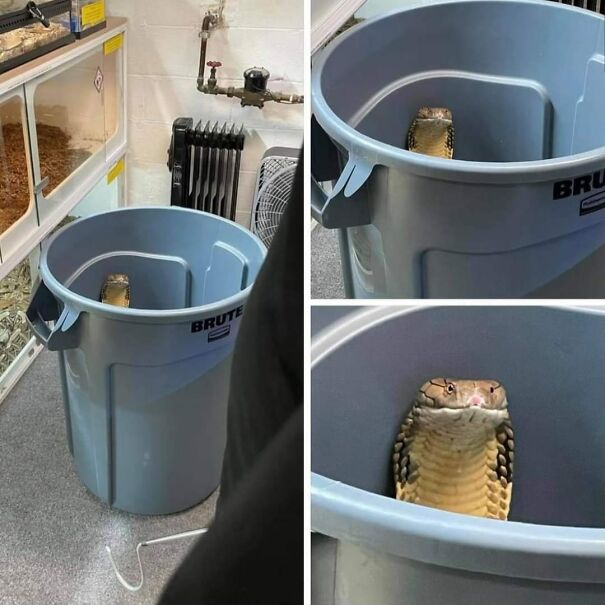 Important-Animal-Images-Funny-Pics