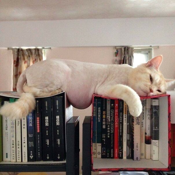 Important-Animal-Images-Funny-Pics