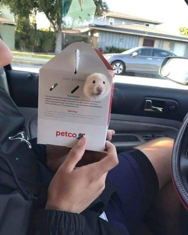 Important-Animal-Images-Funny-Pics