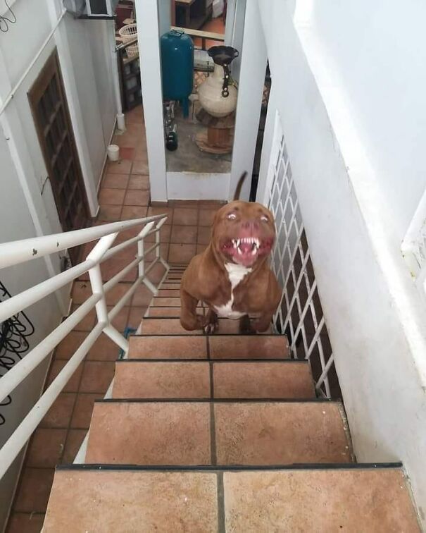 Important-Animal-Images-Funny-Pics