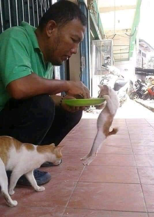 Important-Animal-Images-Funny-Pics