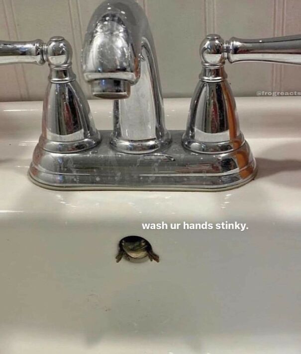 Important-Animal-Images-Funny-Pics