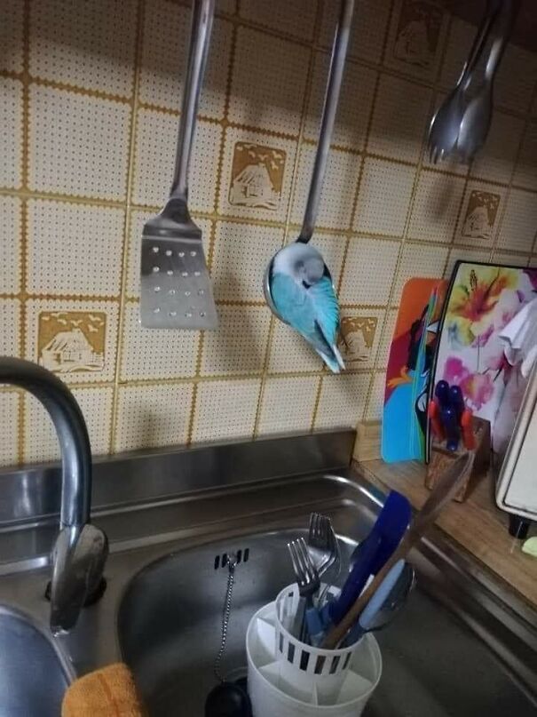 Important-Animal-Images-Funny-Pics