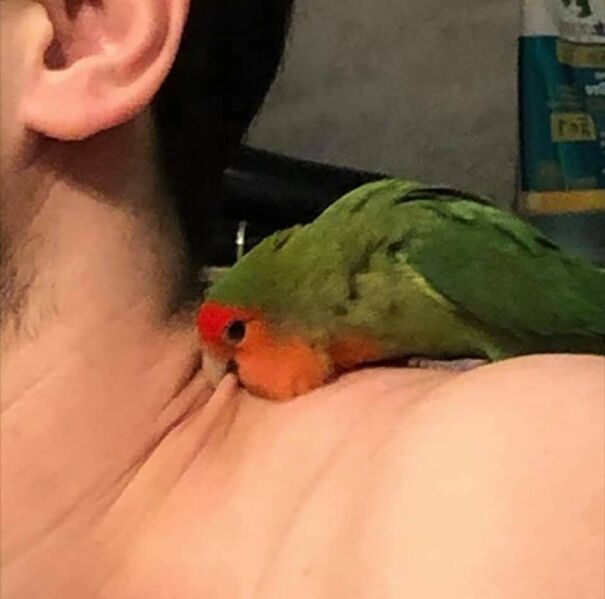 Important-Animal-Images-Funny-Pics