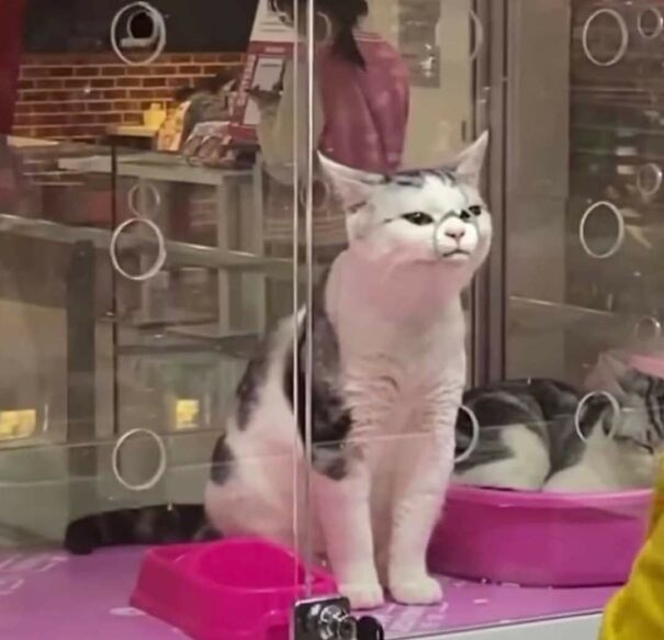 Important-Animal-Images-Funny-Pics