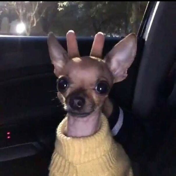 Important-Animal-Images-Funny-Pics