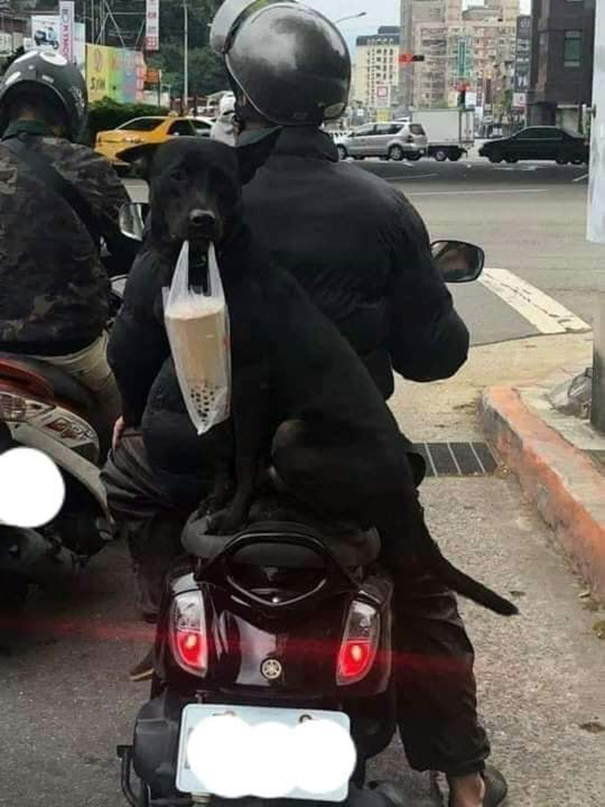 Important-Animal-Images-Funny-Pics