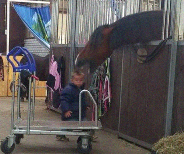 Important-Animal-Images-Funny-Pics