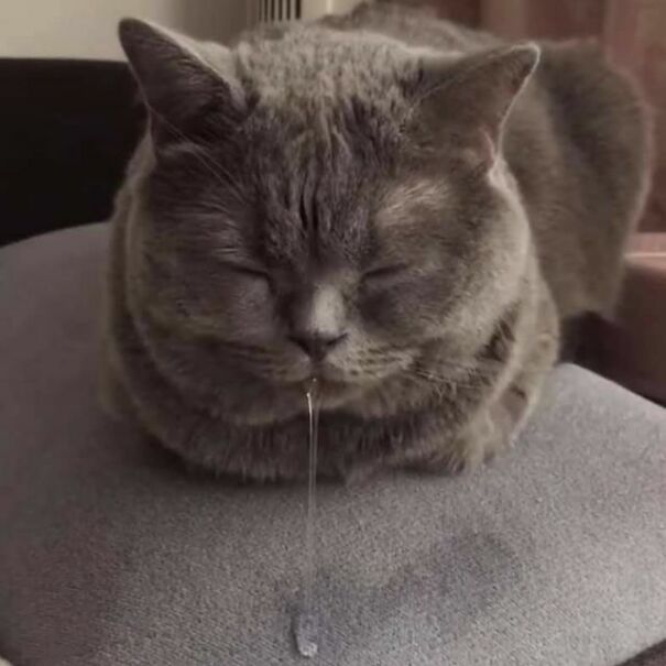 Important-Animal-Images-Funny-Pics