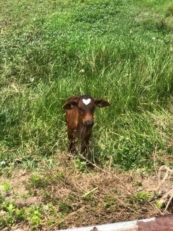 Important-Animal-Images-Funny-Pics