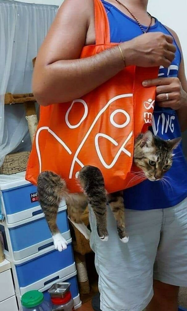 Important-Animal-Images-Funny-Pics