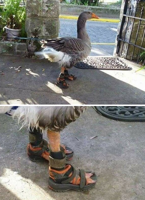 Important-Animal-Images-Funny-Pics