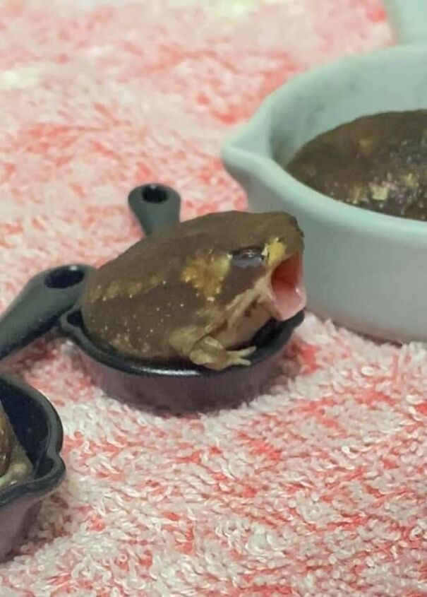 Important-Animal-Images-Funny-Pics