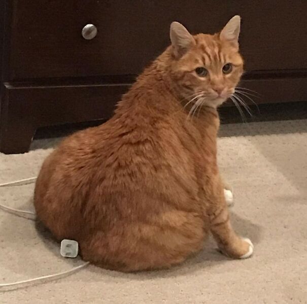 Important-Animal-Images-Funny-Pics