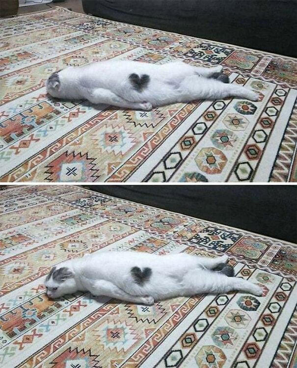 Important-Animal-Images-Funny-Pics