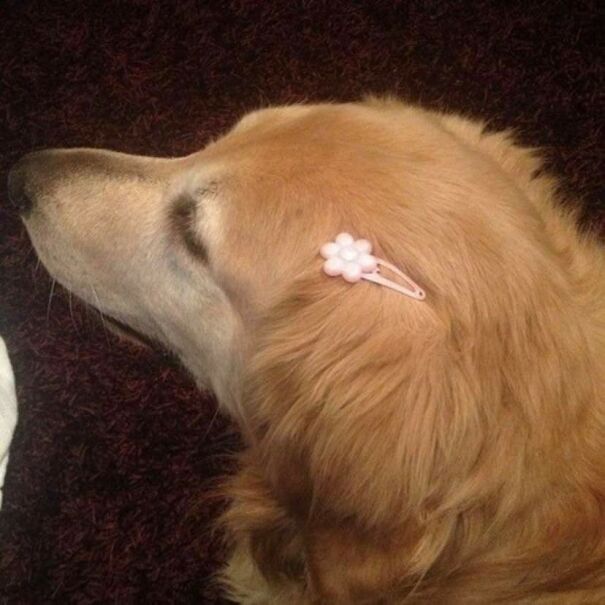 Important-Animal-Images-Funny-Pics