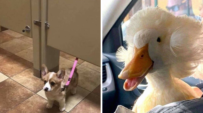 Esta página de Facebook está llena imágenes de animales que hay que ver (50 fotos)