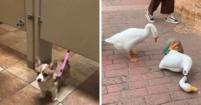 This Facebook Page Is All About Animal Images That Need To Be Seen (50 Pics)