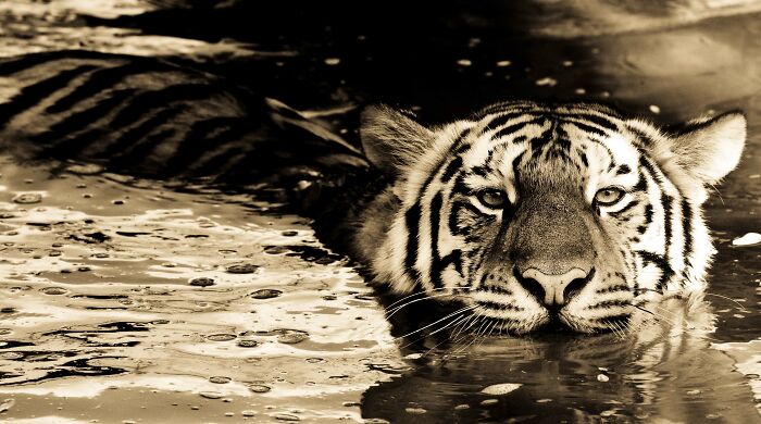 Wildlife-Photography-Animals-Best-Photos-Goran-Anastasovski