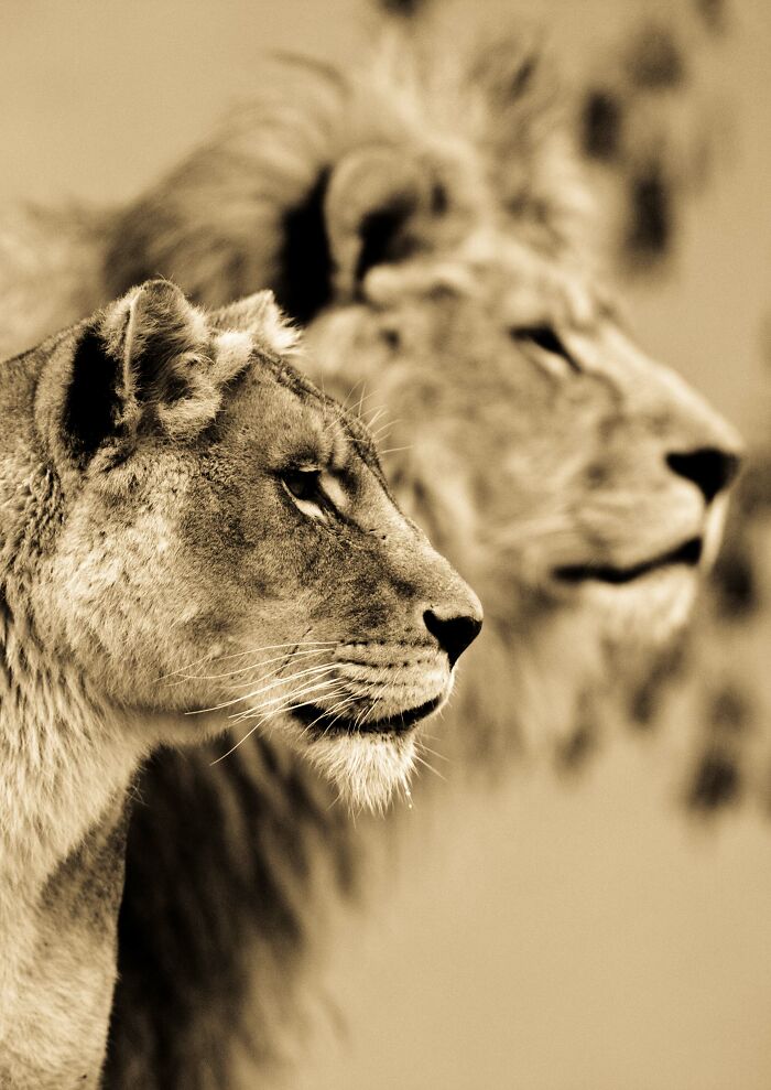 Wildlife-Photography-Animals-Best-Photos-Goran-Anastasovski