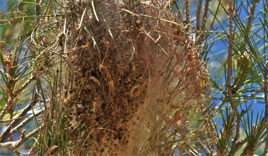 I Explored Poikilo Mountain In Attica Greece (17 Pics)