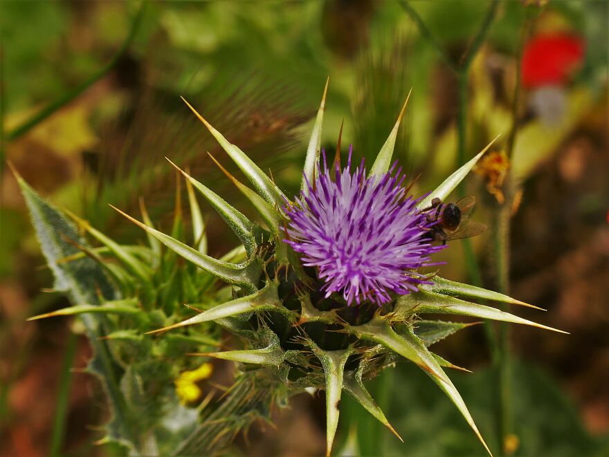 I Explored Poikilo Mountain In Attica Greece (17 Pics)