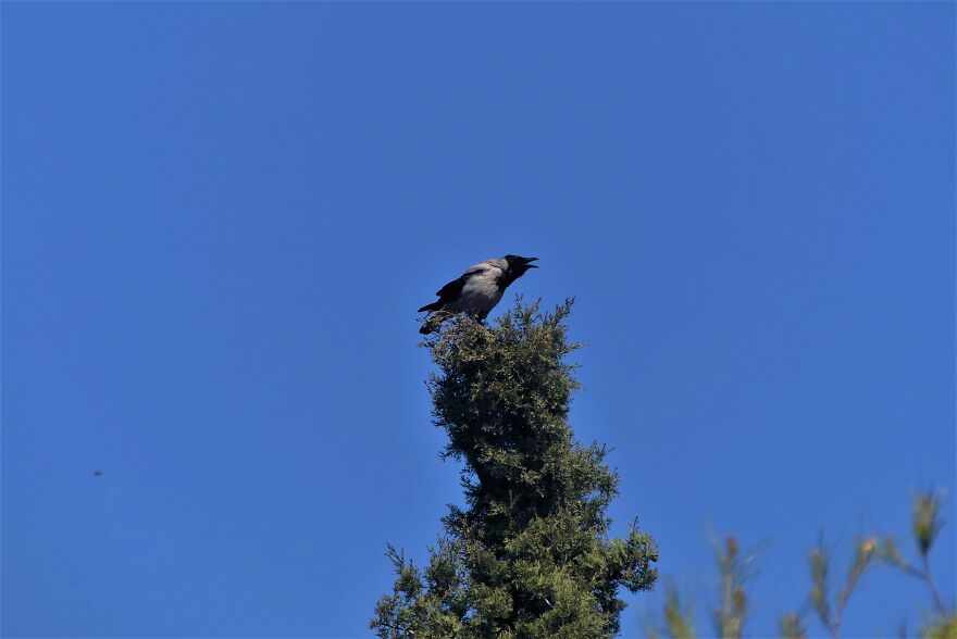 I Explored Poikilo Mountain In Attica Greece (17 Pics)