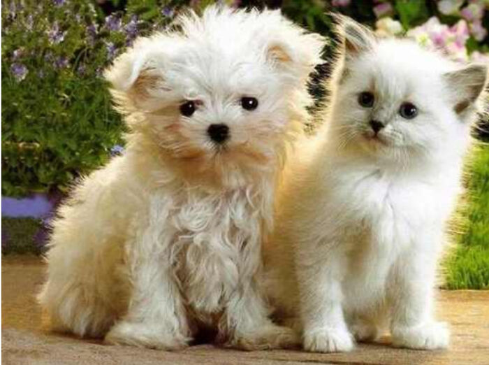 Snowball And Sugar So Cute Together But Sugar Looks Like Snowball, Huh?