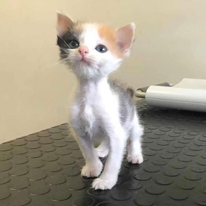 Esta pequeña gatita con muchas ganas de vivir pasó por una transformación que cambió su vida y se convirtió en una bella gata calicó