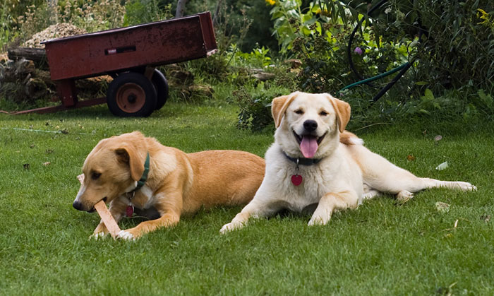 Guy Moves Into A New House, His Neighbor Demands That He Keep His Dogs Inside So Her Children Can Play On His Lawn Guy Moves Into A New House, His Neighbor Demands That He Keep His Dogs Inside So Her Children Can Play On His Lawn