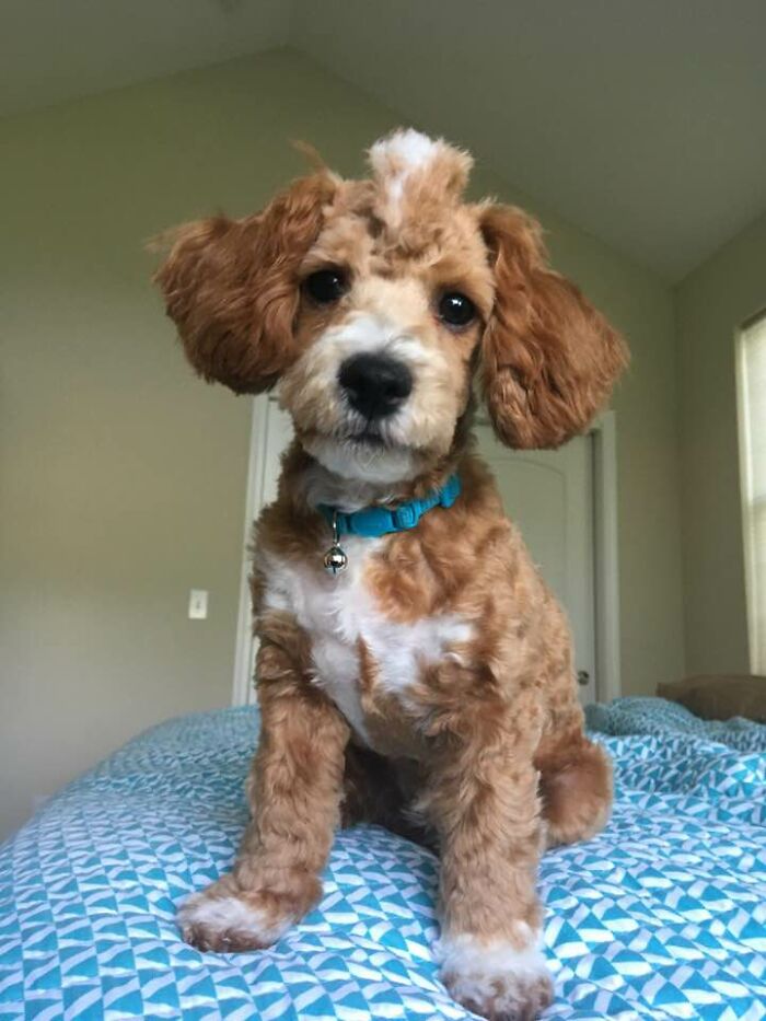 My Dog Scout, Rocking His Mohawk