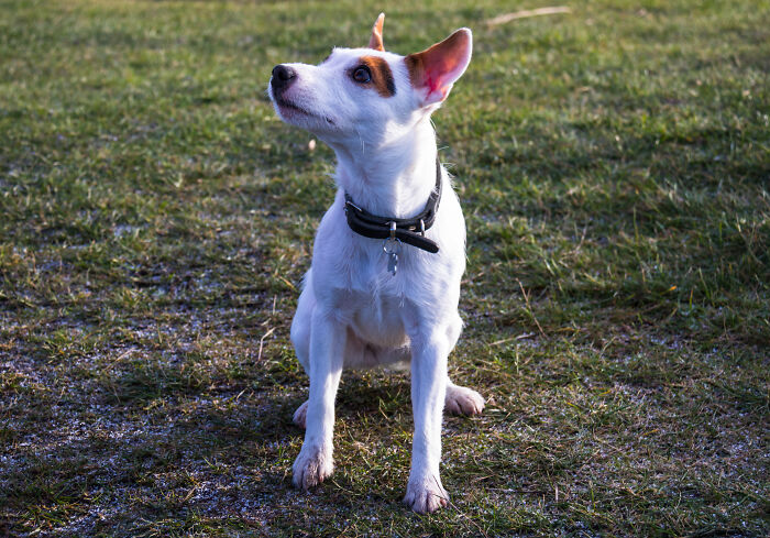 Teenager Is Forced To Choose Between His Beloved Dog And His Family, He Chooses Dax The Dog Teenager Is Forced To Choose Between His Beloved Dog And His Family, He Chooses Dax The Dog