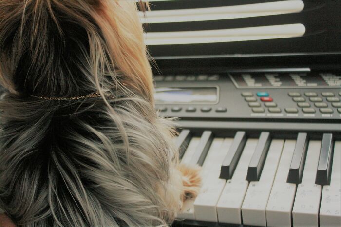 After Practicing And Training My Dog A Lot, I Finally Got This Perfect Shot. (Hey, The Publisher Never Said What Kind Of Art, Photography Is An Art)