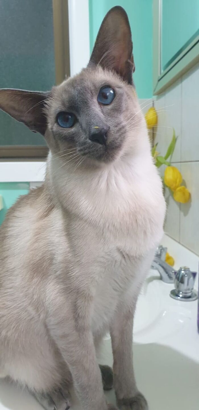 My Cat Delphi, She Did Sniff The Flowers