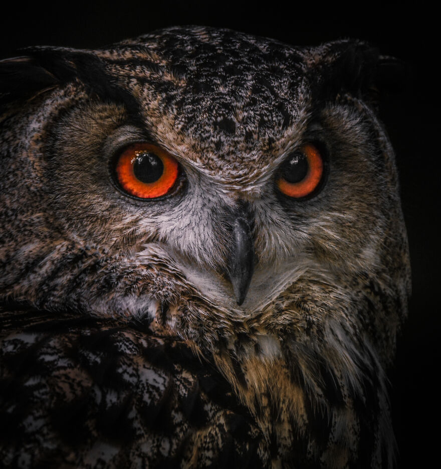 Eagle Owl