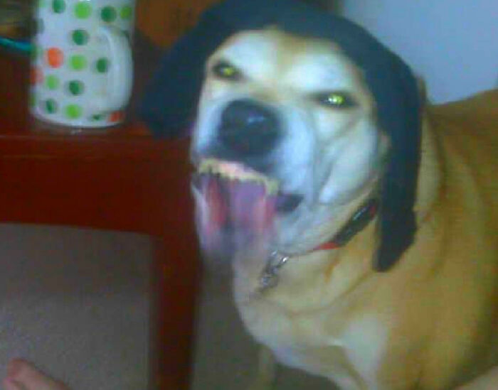 Nenna Is A Stunningly Beautiful Dog, I Promise