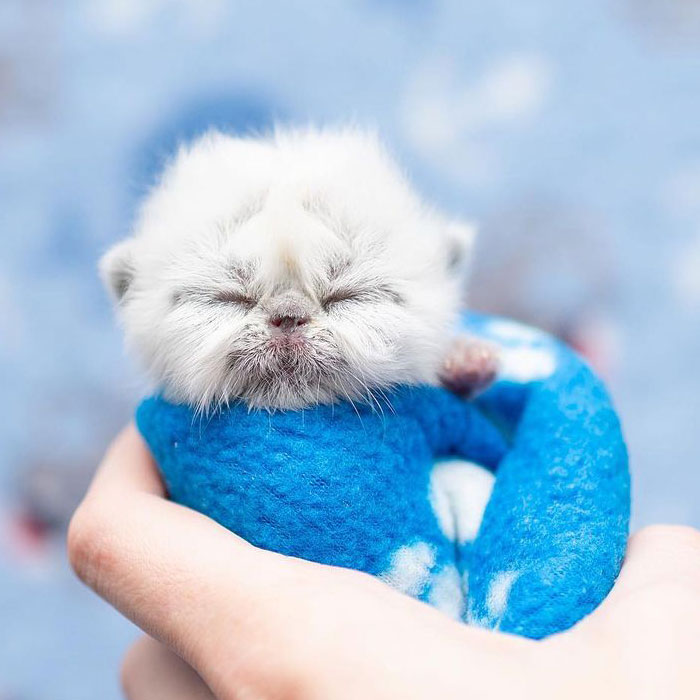 Este es Grandpa, un gatito recién nacido que triunfa en Internet con su inusual aspecto y encanto