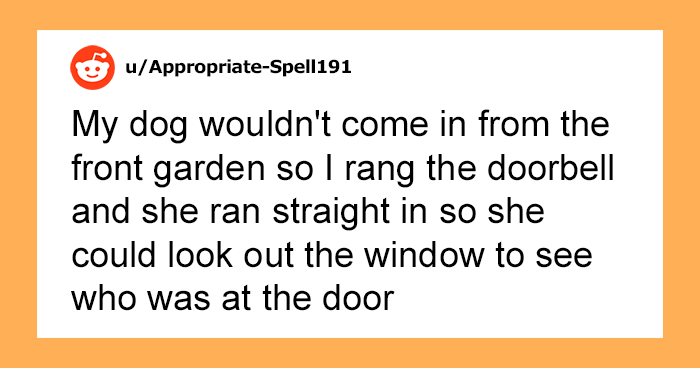 “What Is The Stupidest Thing You’ve Seen Your Pet Do?” (40 Answers)