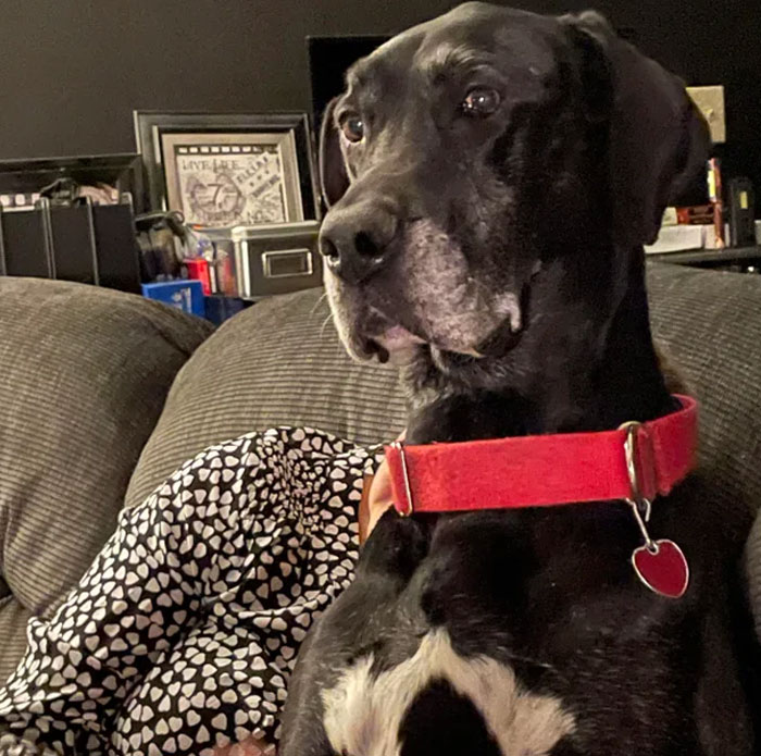 People Who Had To Choose Their Pet Over Their Partner Reveal How It All Went (35 Pics)