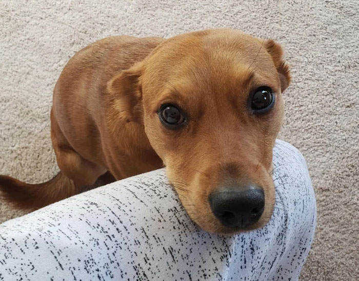 People Who Had To Choose Their Pet Over Their Partner Reveal How It All Went (35 Pics)