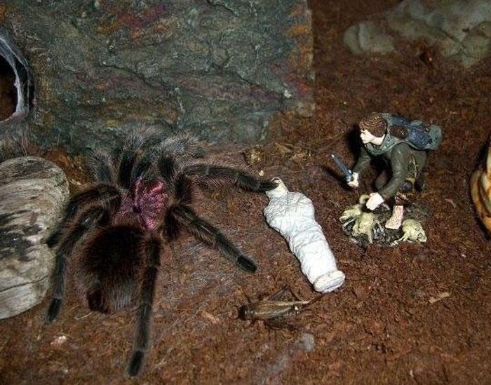 People Who Had To Choose Their Pet Over Their Partner Reveal How It All Went (35 Pics)