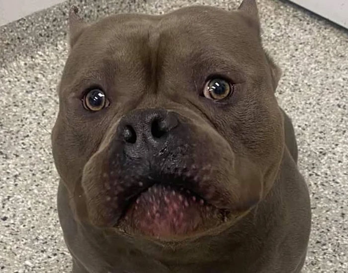 People Who Had To Choose Their Pet Over Their Partner Reveal How It All Went (35 Pics)