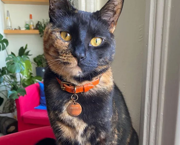 People Who Had To Choose Their Pet Over Their Partner Reveal How It All Went (35 Pics)