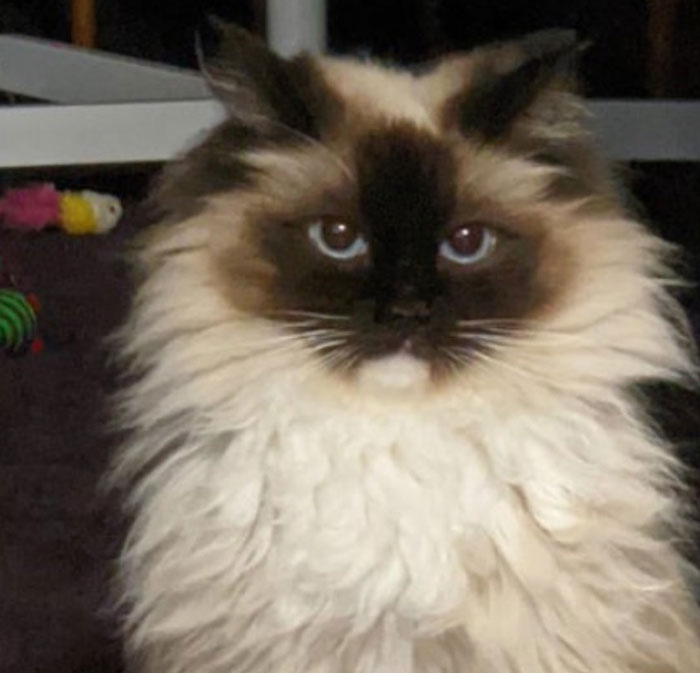 People Who Had To Choose Their Pet Over Their Partner Reveal How It All Went (35 Pics)